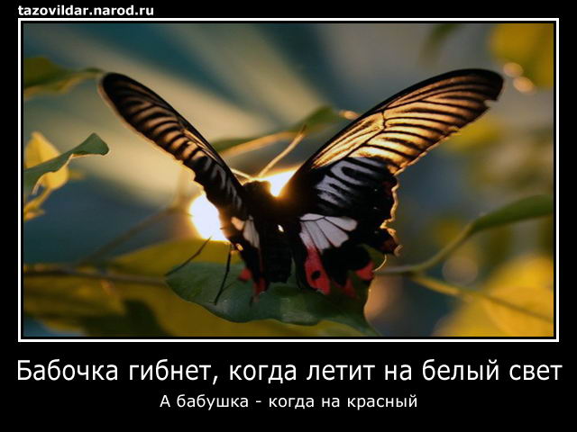 Демотиваторы: Бабочка гибнет когда летит на белый свет