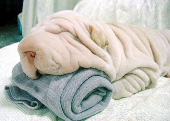 полотенце или шарпей обвал цен
