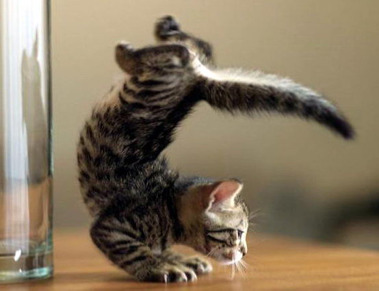 фитоняшка котенок балерина с винтовкой