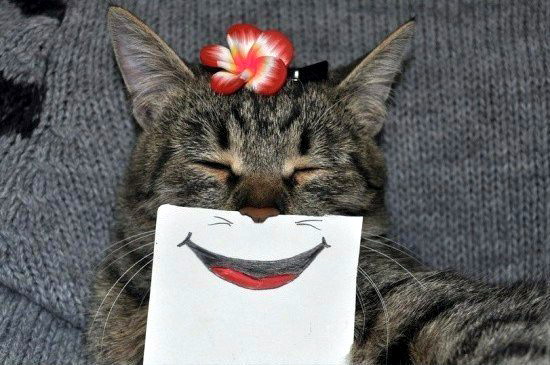 кот нарисованный рот